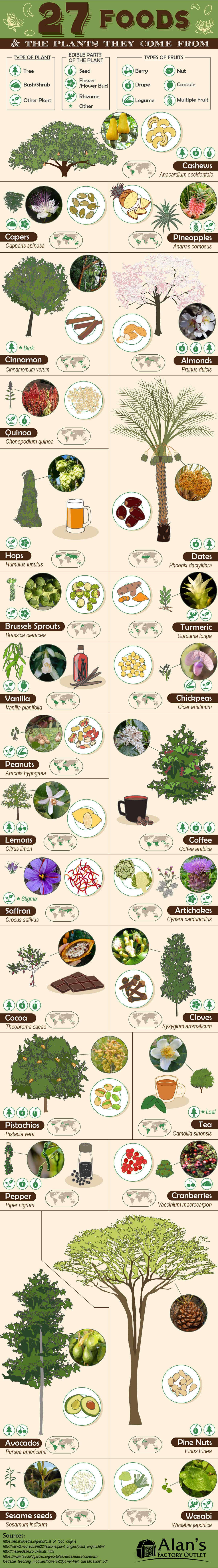 27 Foods and the Plants They Come From