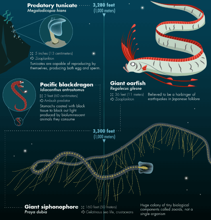 32-most-bizarre-deep-sea-creatures-discovered-so-far-7_thumb.png
