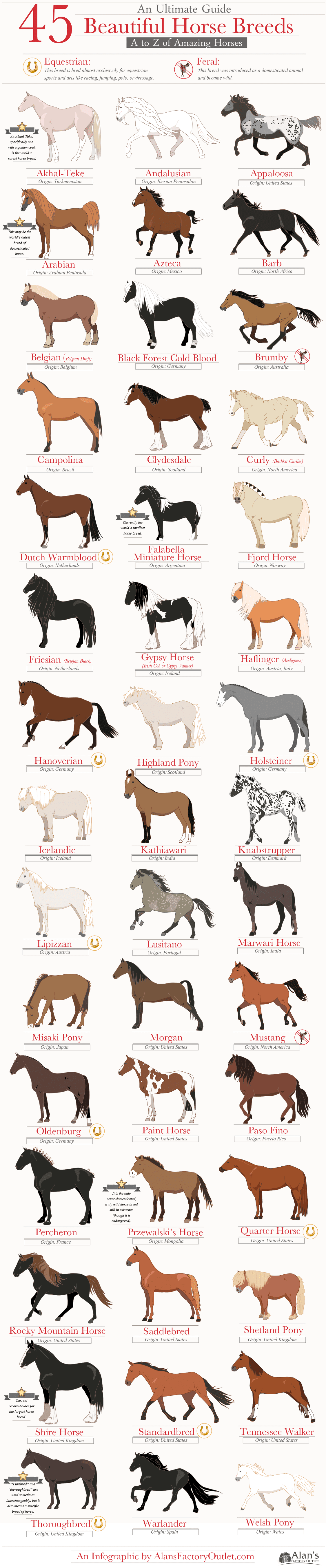 45 Beautiful Horse Breed