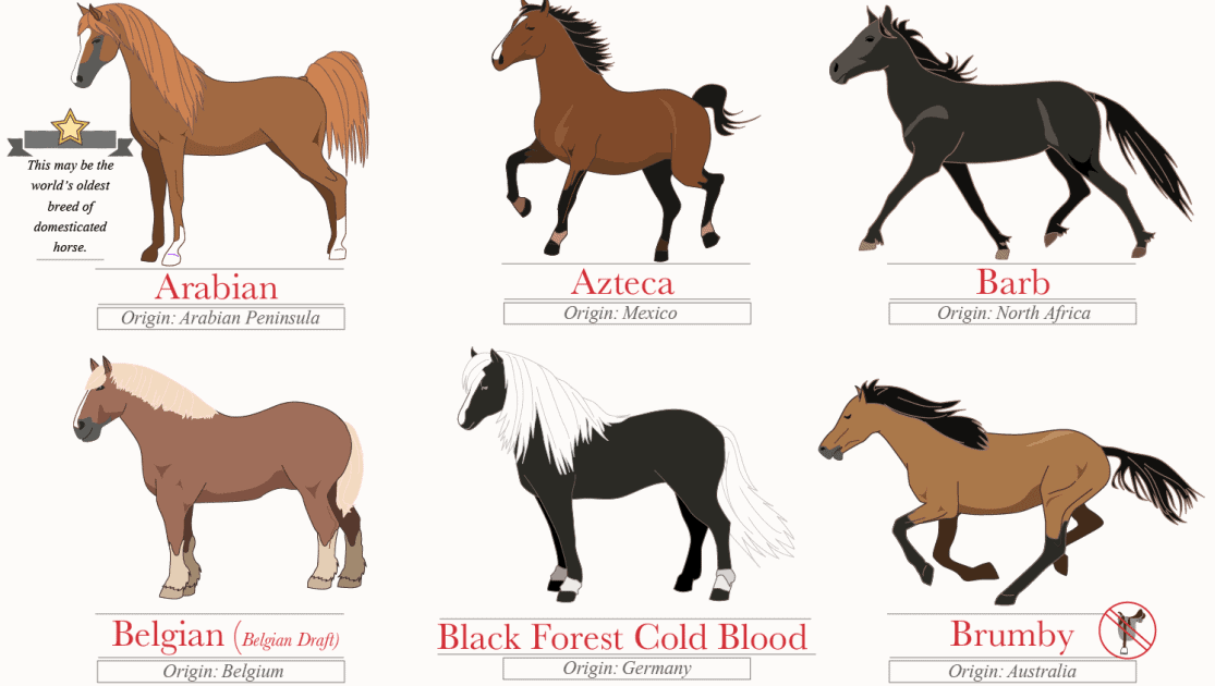 45-beautiful-horse-breeds-thumb.png