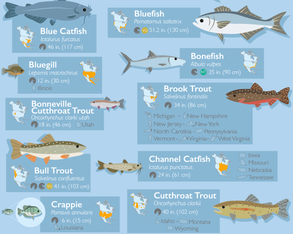 50-fish-species-north-america-a-to-z-local-fish_thumb