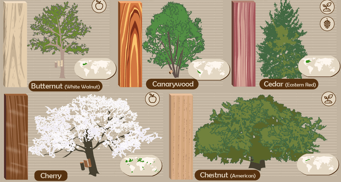 52-types-of-wood-trees-they-come-from-thumb.png