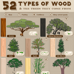 52 Types of Wood and the Trees They Come From