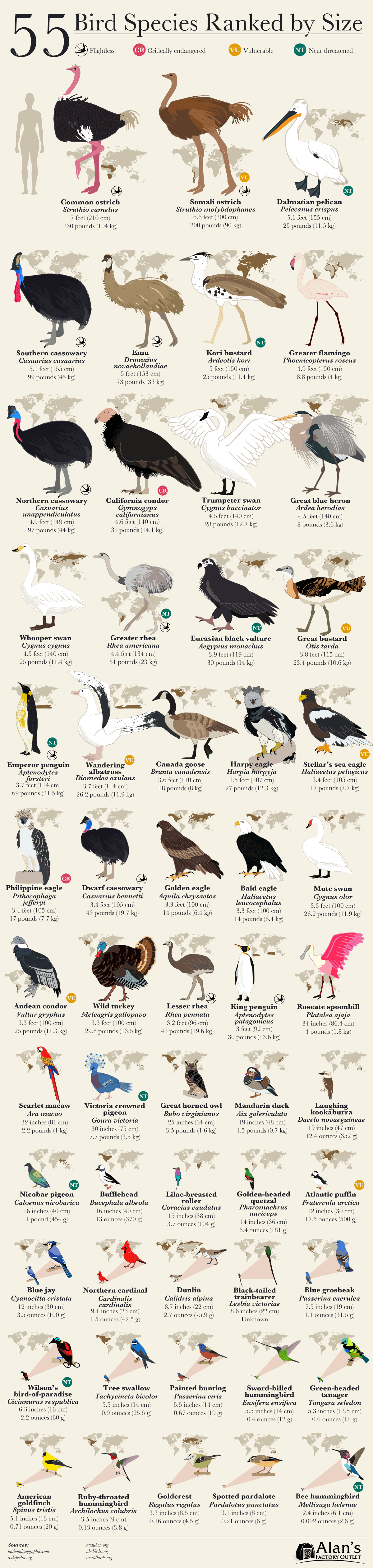 55-bird-species-ranked-by-size-3