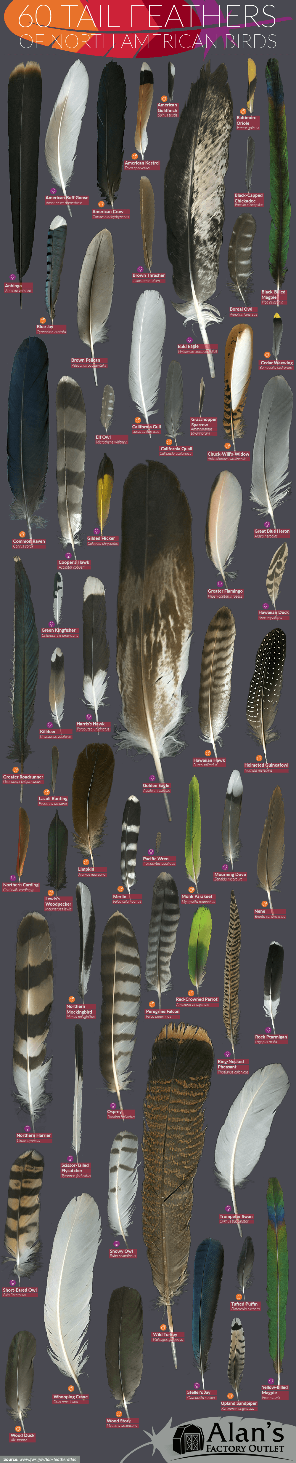 60 Tail Feathers of North American Birds
