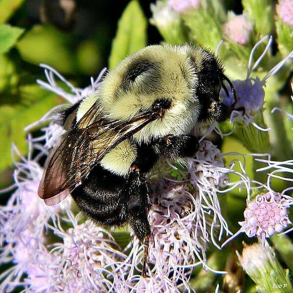 600px-Eastern_Bumble_Bee_(Bombus_impatiens)_(6489709385).jpg