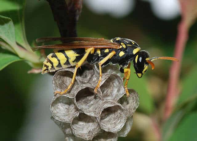 640px-Wasp_March_2008-3.jpg