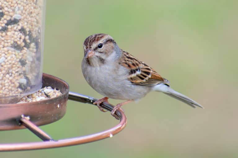 The Best Bird Seed To Attract Certain Birds To Your Yard - Alan's ...