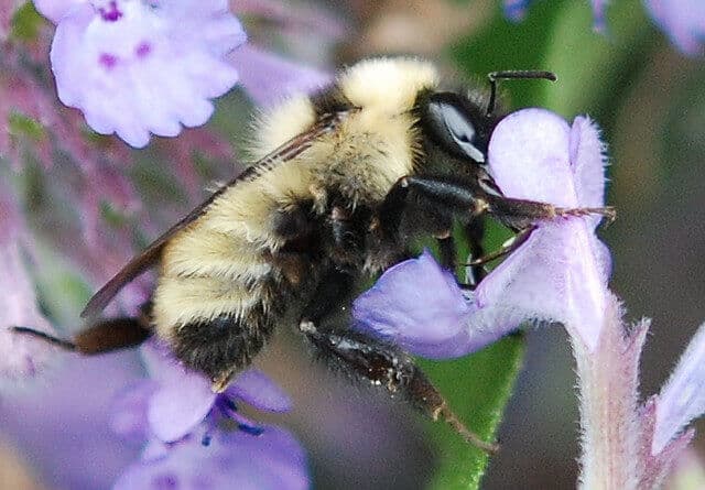Bombus_fervidus_(_Golden_Northern_Bumble_Bee).jpg