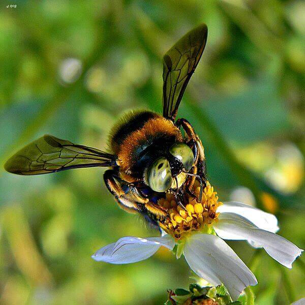 Southern_Carpenter_Bee_-_Xylocopa_micans_(13125818024).jpg