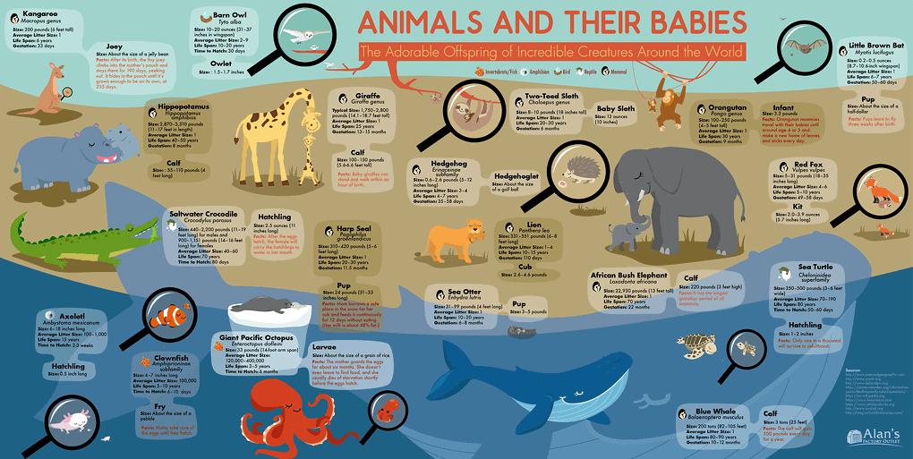 animals-and-their-babies-65.png
