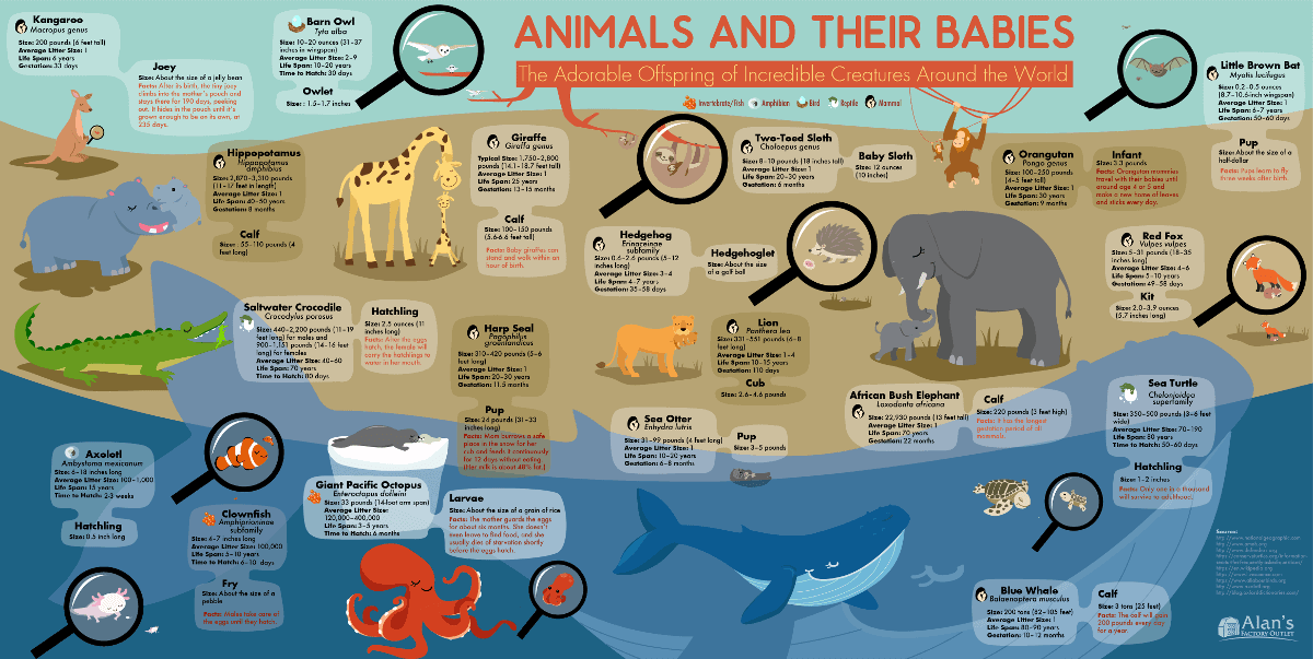 animals-and-their-babies_thumb.png