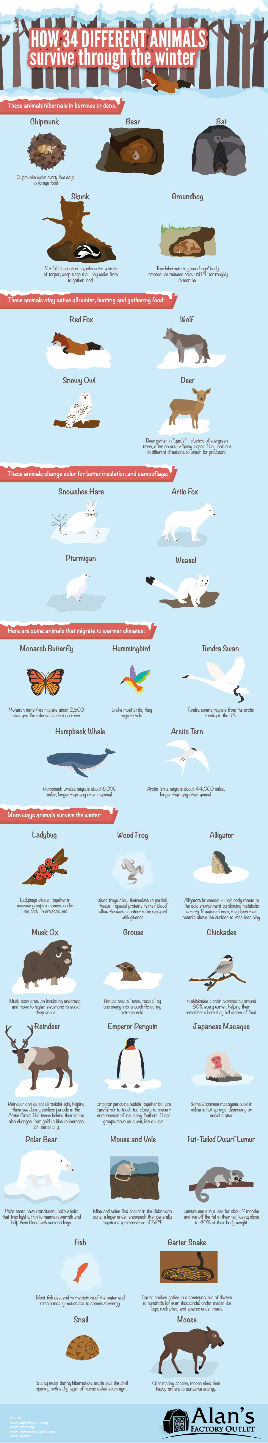 how-34-different-animals-survive-through-the-winter-3.png