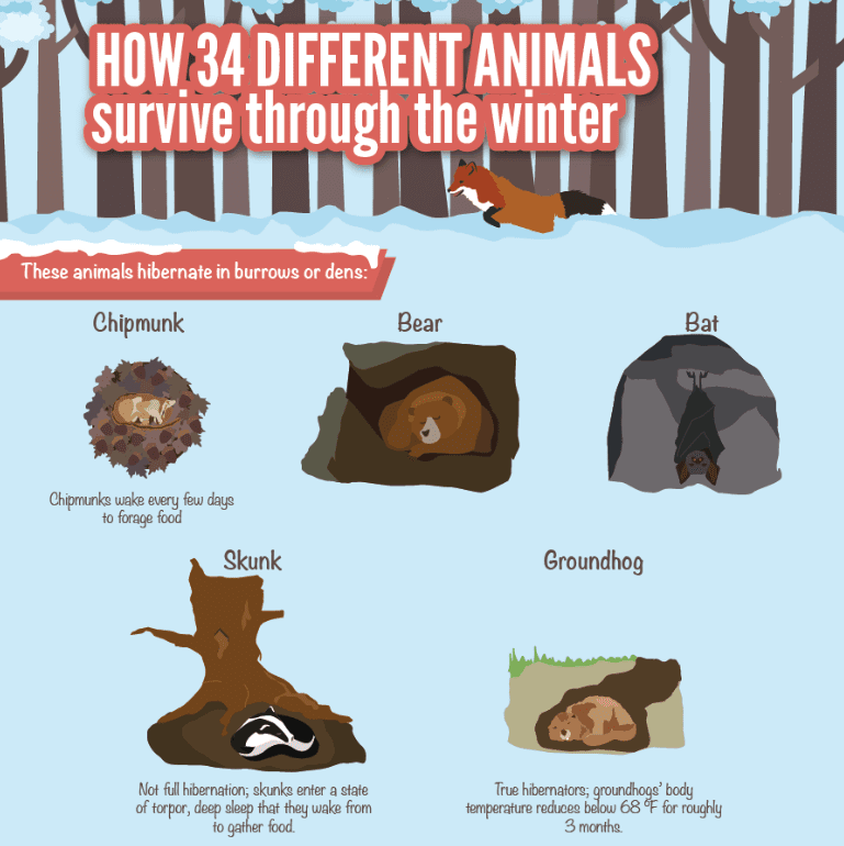how-34-different-animals-survive-through-winter-3_thumb.png