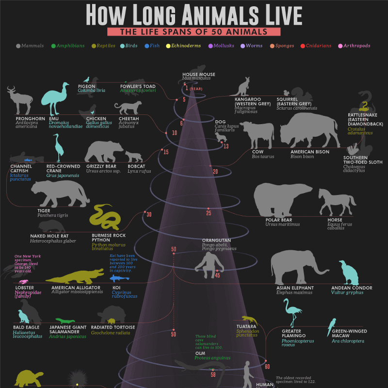 how-long-animals-live-life-spans-50-animals-6b_thumb