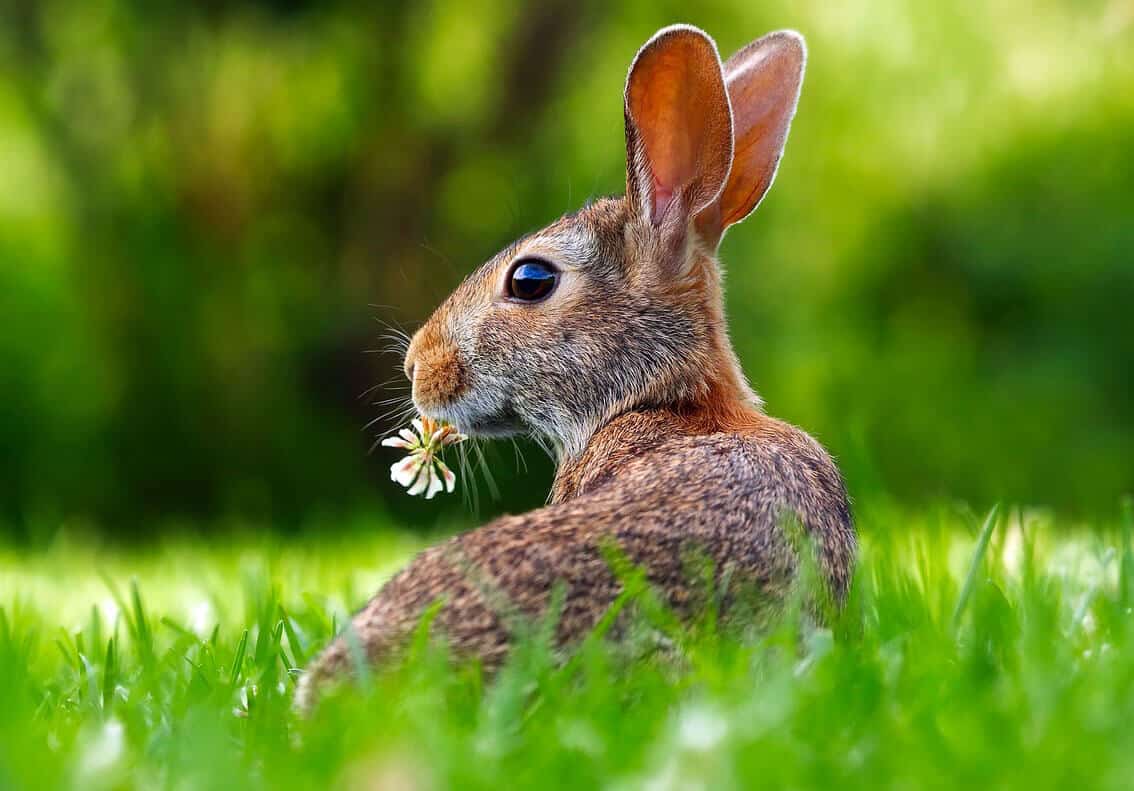 How Often You Should Mow Your Lawn In The Summer Alan s Factory Outlet
