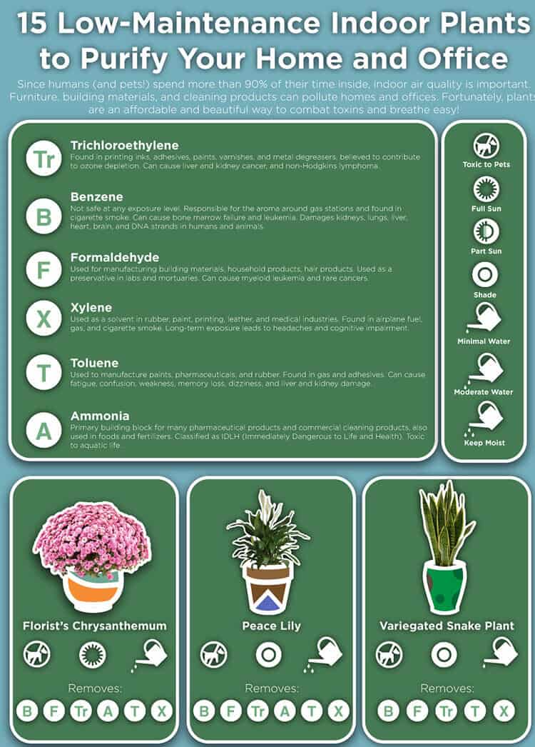 indoor-plants-purify-the-air-.jpg