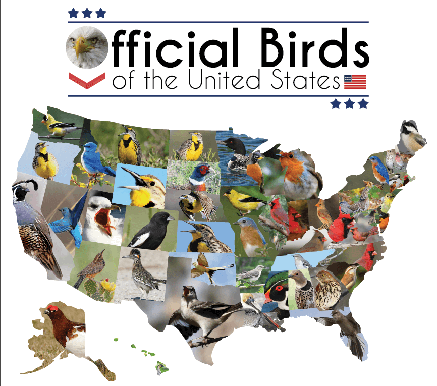 official-birds-united-states-2_thumb.png