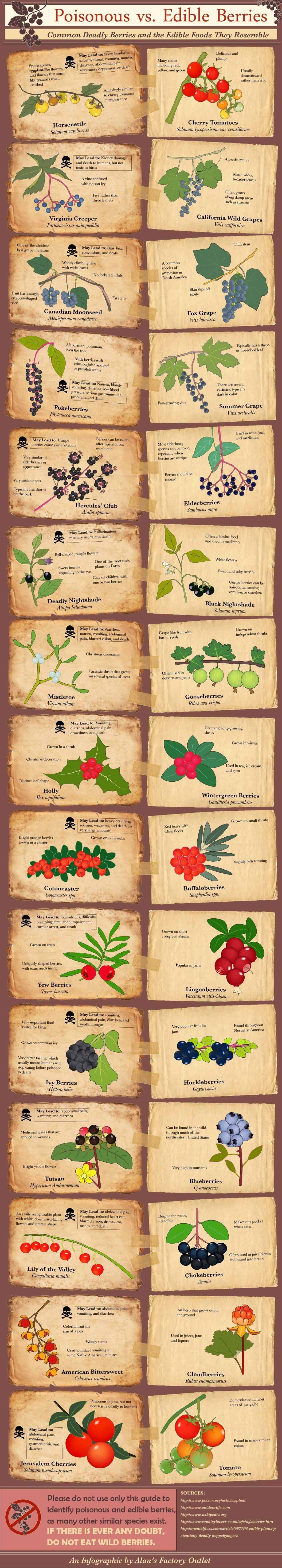 poisonous-vs-edible-berries-6.jpg