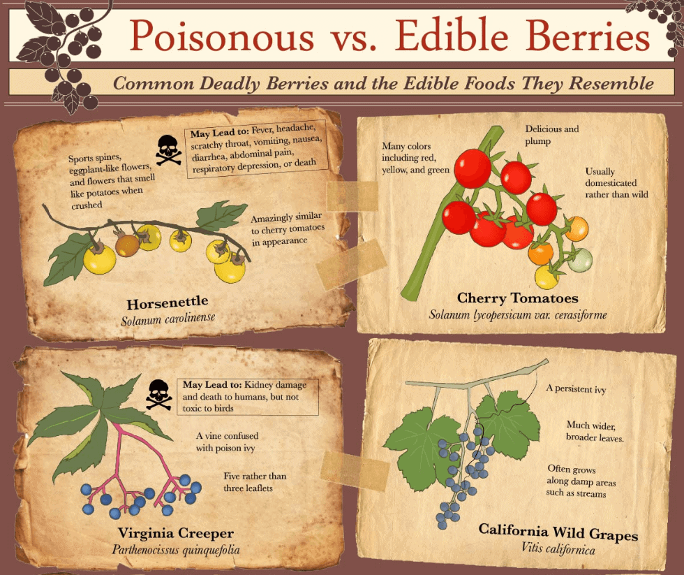 poisonous-vs-edible-berries_thumb.png