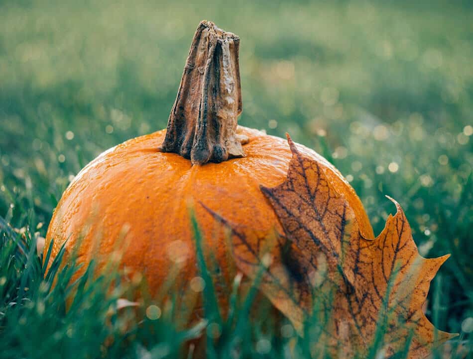 Fun Fall Ideas At Home