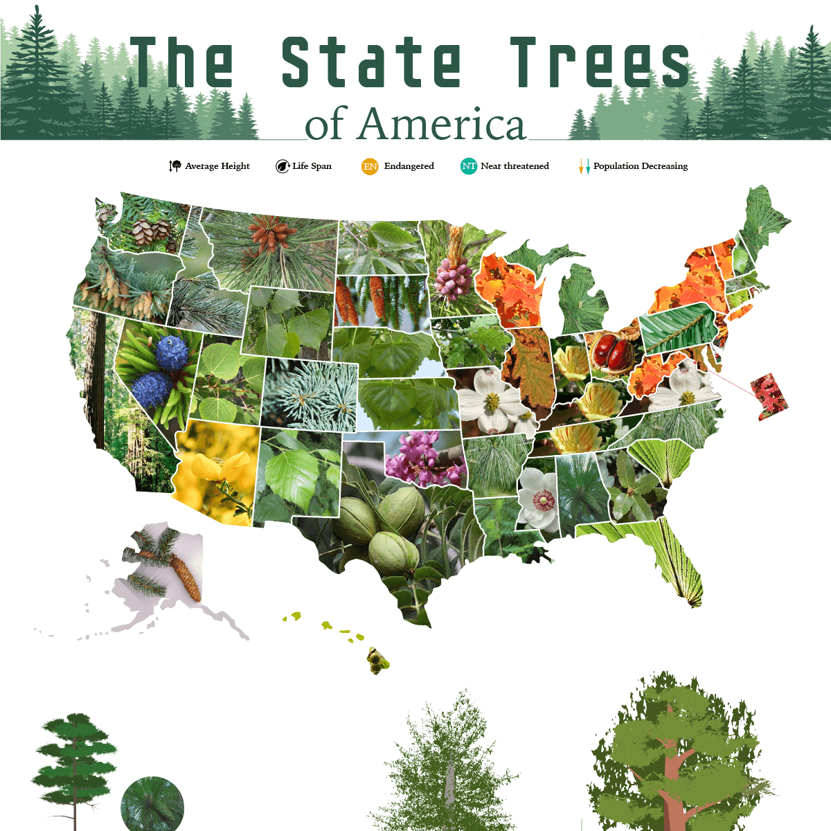 state-trees-america-5_thumb