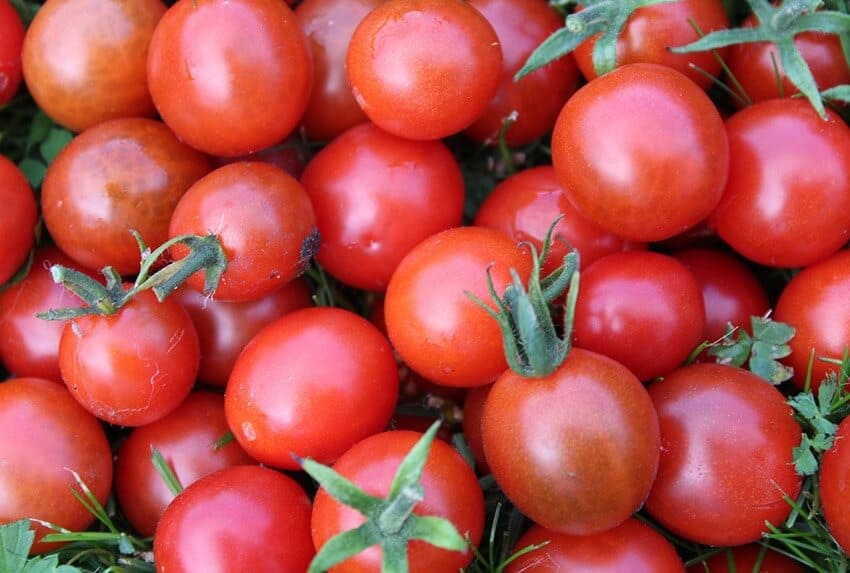 What To Do With Extra Garden Vegetables Alan's Factory Outlet