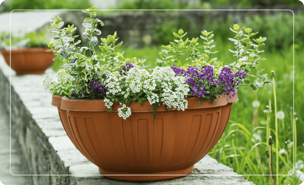 potted plants as yard decor
