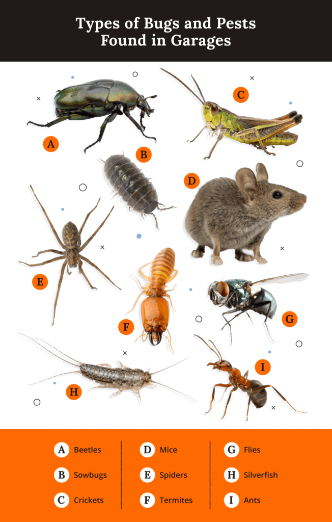 types of bugs and pests found in garages