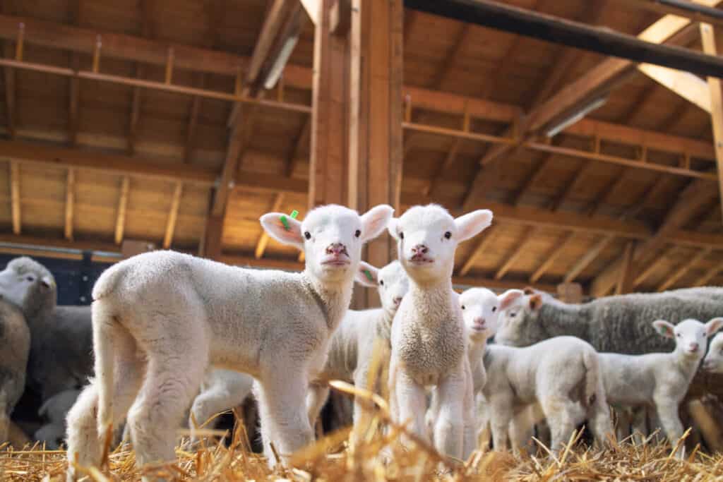 Lambs in a barn.