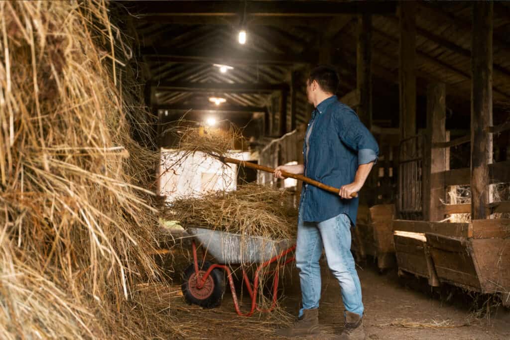 Man getting hay in a barn.