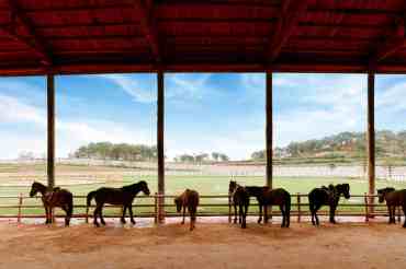 How to Keep Horse Barns And Stalls Clean