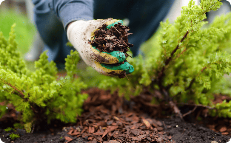 A garden-gloved hand holding a pile of mulch.