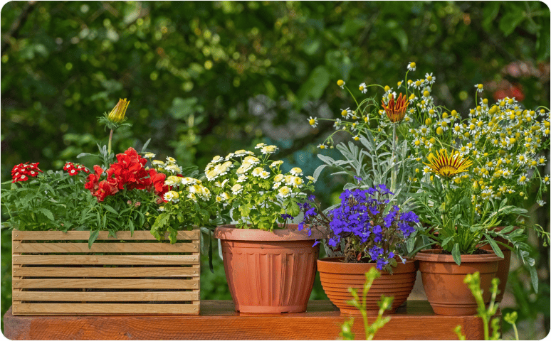 An assortment of potted flowers.