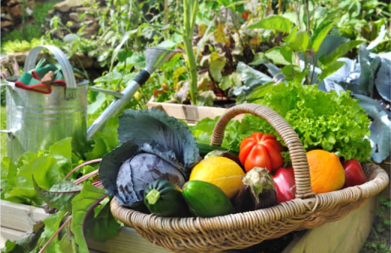 A garden area featuring a basket of colorful garden vegetables and watering bucket.