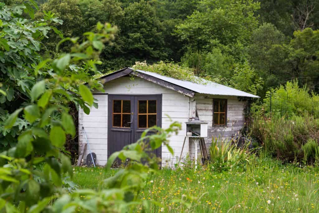 Exterior view of a weathered shed with a corrugated metal roof, surrounded by overgrown grass and lush greenery.