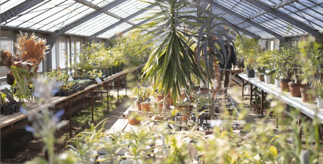 Greenhouse filled with lush plants and natural sunlight