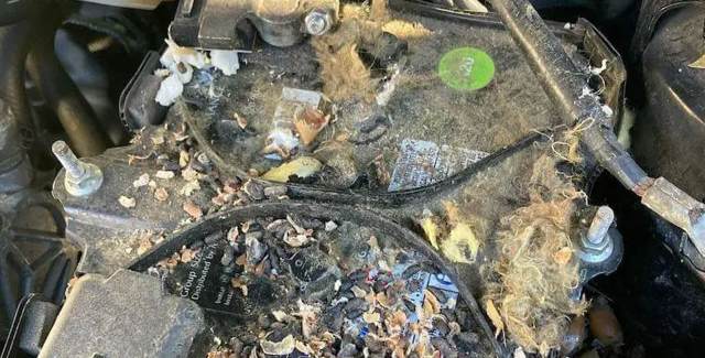rat nest in engine compartment