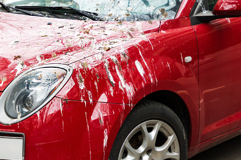 Which Cars Get Pooped on the Most? The Bird Dropping Report