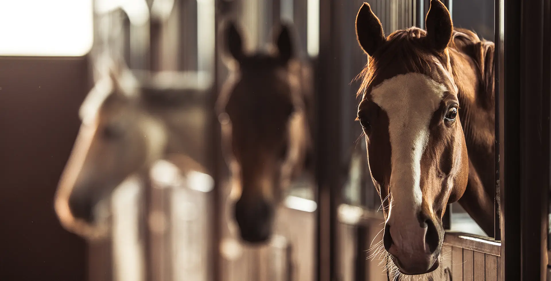Three horses peering out from inside their stalls in a barn, with the focus on a chestnut horse with a white blaze on its face in the foreground, while two additional horses are softly blurred in the background, illuminated by warm natural light.